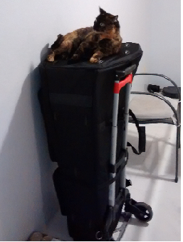 Tootsie on tuba case 2.png